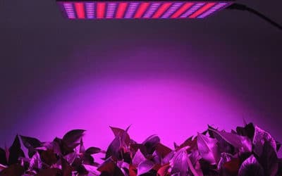 Why are red light and blue light important for plants?
