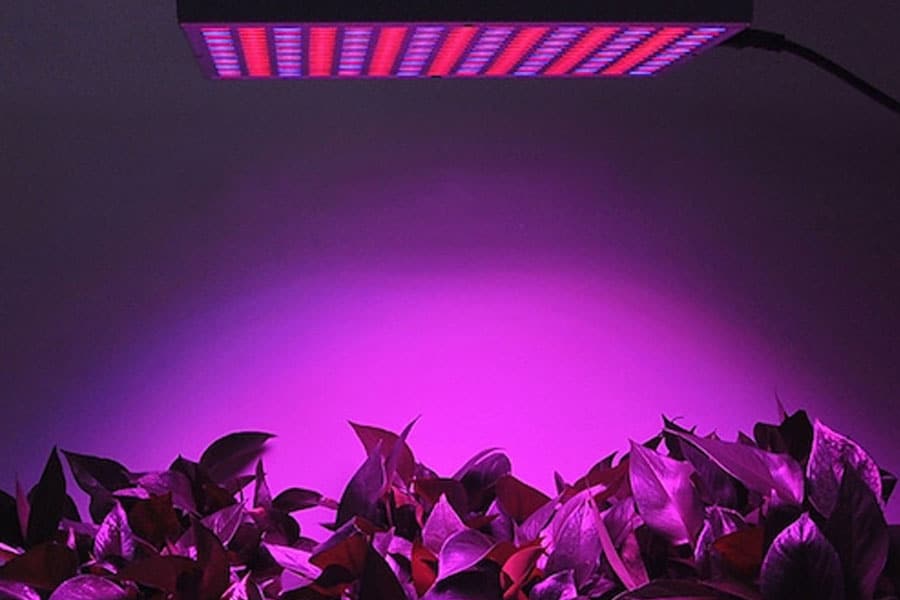 Why are red light and blue light important for plants?