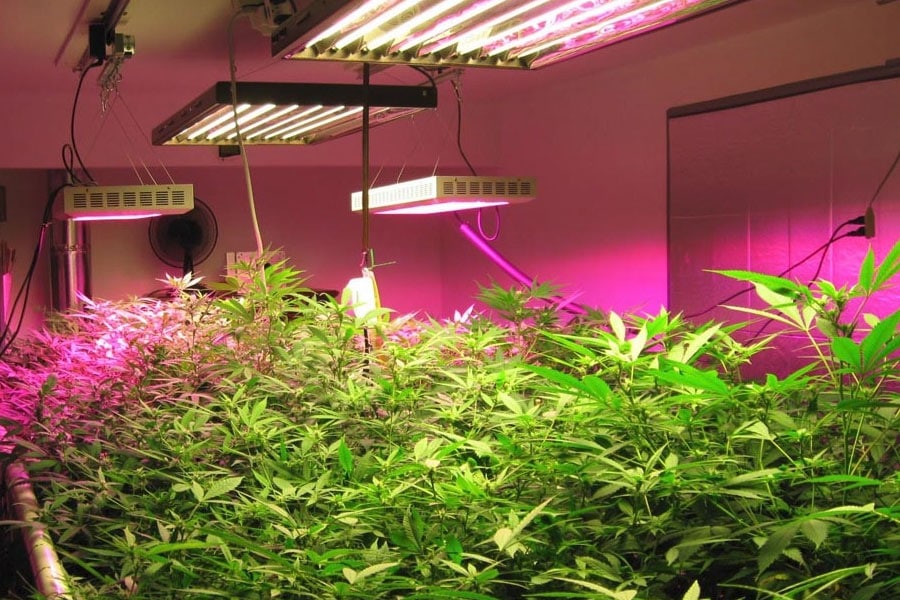 Who would use an LED Grow Light?