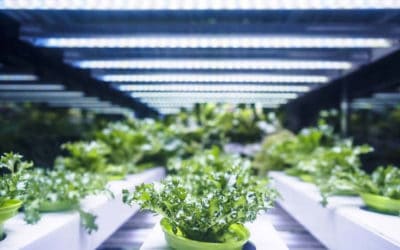 Which stage of vegetable/fruit growth can your LED lights be used at?